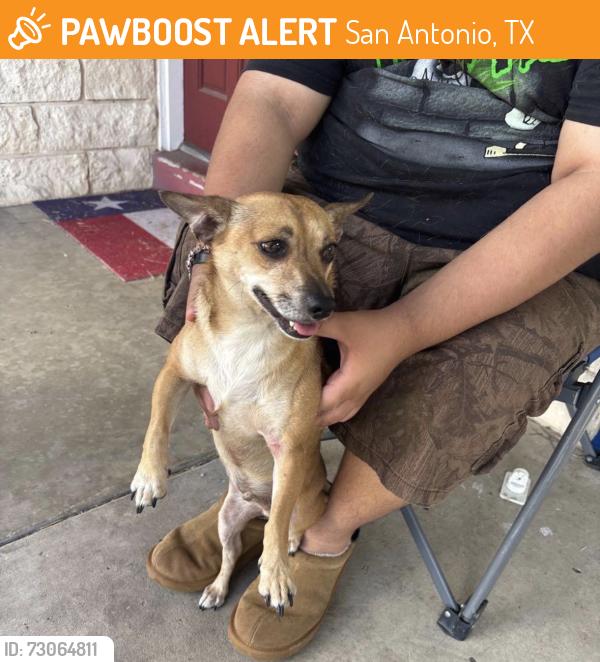 Found/Stray Male Dog last seen linda lou, San Antonio, TX 78223