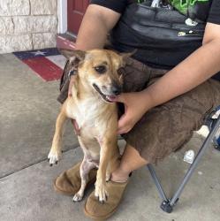 Found/Stray Male Dog last seen linda lou, San Antonio, TX 78223