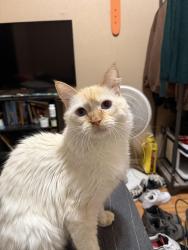 Lost Male Cat last seen Irving and Rio Los Pinos, Albuquerque, NM 87114