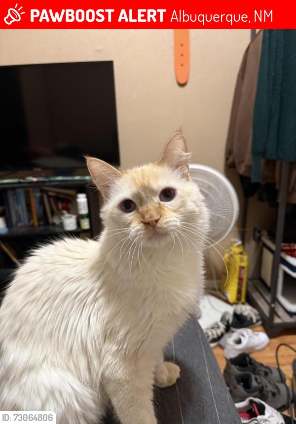 Lost Male Cat last seen Irving and Rio Los Pinos, Albuquerque, NM 87114