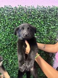 Shelter Stray Female Dog last seen Near SPLENDOR CT, CITY of El Paso, TX, 5001 Fred Wilson Ave, El Paso, TX 79906, USA