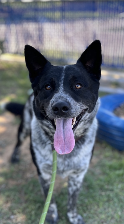 Shelter Stray Male Dog last seen , Outside Jurisdiction - Return, TX, 355 Hillshire Dr, Haslet, TX 76052, USA