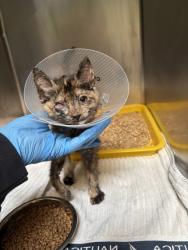 Shelter Stray Female Cat last seen East Bay SPCA, Oakland, CA, 1101 29th Ave, Oakland, CA 94601, USA