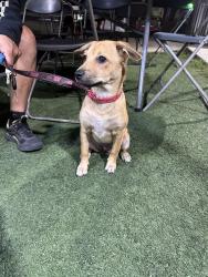Found/Stray Female Dog last seen Atlantic, Compton, CA 90220