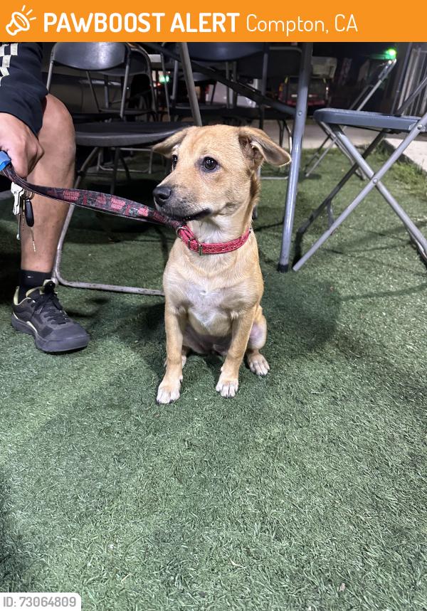 Found/Stray Female Dog last seen Atlantic, Compton, CA 90220