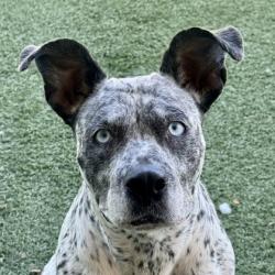 Shelter Stray Female Dog last seen FOLSOM BLVD at SUNRISE BLVD, Rancho Cordova, CA, 6201 Florin Perkins Rd, Sacramento, CA 95828, USA