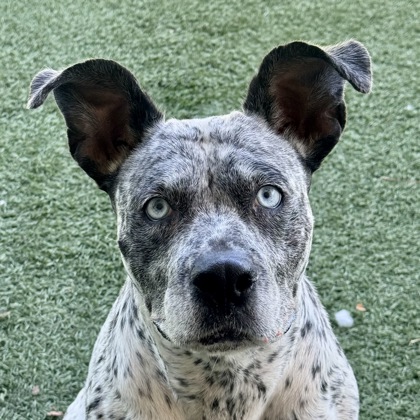 Shelter Stray Female Dog last seen FOLSOM BLVD at SUNRISE BLVD, Rancho Cordova, CA, 6201 Florin Perkins Rd, Sacramento, CA 95828, USA