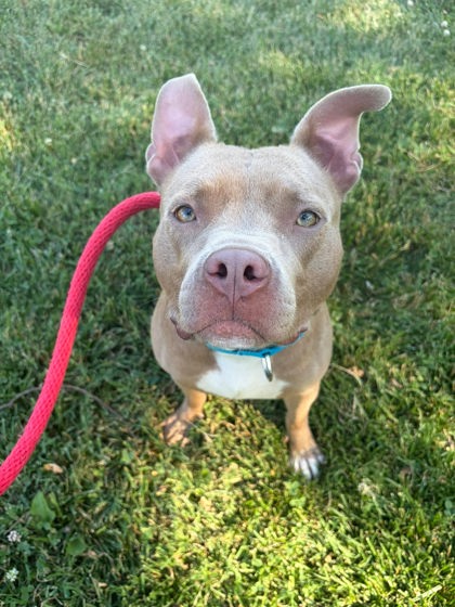 Shelter Stray Female Dog last seen Near Crismer Ave, 21215, MD, 301 Stockholm St, Baltimore, MD 21230, USA