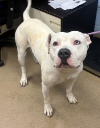 Shelter Stray Male Dog last seen Near Valley Bluff Drive Bldg. 1 Apt. 19, 30340, GA, 3280 Chamblee Dunwoody Rd, Chamblee, GA 30341, USA
