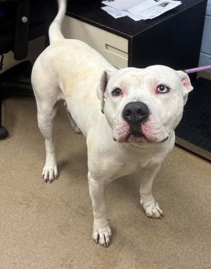 Shelter Stray Male Dog last seen Near Valley Bluff Drive Bldg. 1 Apt. 19, 30340, GA, 3280 Chamblee Dunwoody Rd, Chamblee, GA 30341, USA