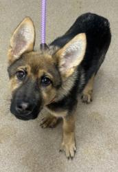 Shelter Stray Female Dog last seen Near Treecrest parkway Decatur, 30034, 30034, GA, 3280 Chamblee Dunwoody Rd, Chamblee, GA 30341, USA