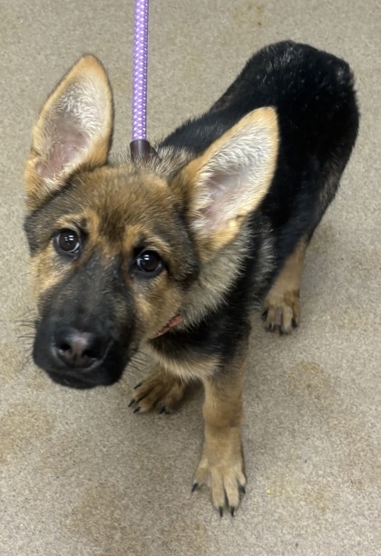 Shelter Stray Female Dog last seen Near Treecrest parkway Decatur, 30034, 30034, GA, 3280 Chamblee Dunwoody Rd, Chamblee, GA 30341, USA
