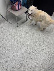 Shelter Stray Female Dog last seen Near Fulton industrial blvd, Atlanta, GA, 1251 Fulton Industrial Blvd NW, Atlanta, GA 30336, USA