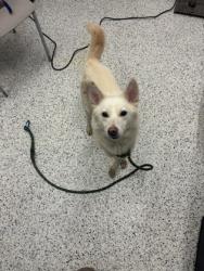 Shelter Stray Male Dog last seen Near Piedmont ave, Atlanta, GA, 1251 Fulton Industrial Blvd NW, Atlanta, GA 30336, USA