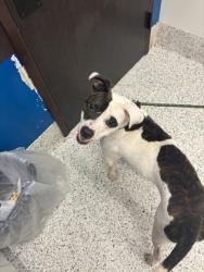 Shelter Stray Male Dog last seen Near Colonial Drive, Atlanta, GA, 1251 Fulton Industrial Blvd NW, Atlanta, GA 30336, USA