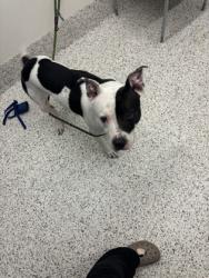Shelter Stray Male Dog last seen Near Herschel Rd, Atlanta, GA, 1251 Fulton Industrial Blvd NW, Atlanta, GA 30336, USA