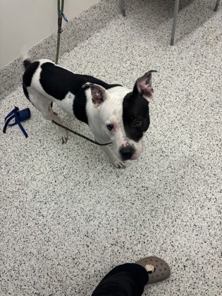 Shelter Stray Male Dog last seen Near Herschel Rd, Atlanta, GA, 1251 Fulton Industrial Blvd NW, Atlanta, GA 30336, USA