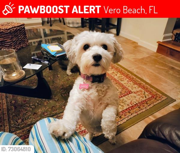 Lost Female Dog last seen Maschmeyer Concrete off 69th Street Vero Beach, Vero Beach, FL 32961