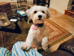 Lost Female Dog last seen Maschmeyer Concrete off 69th Street Vero Beach, Vero Beach, FL 32961
