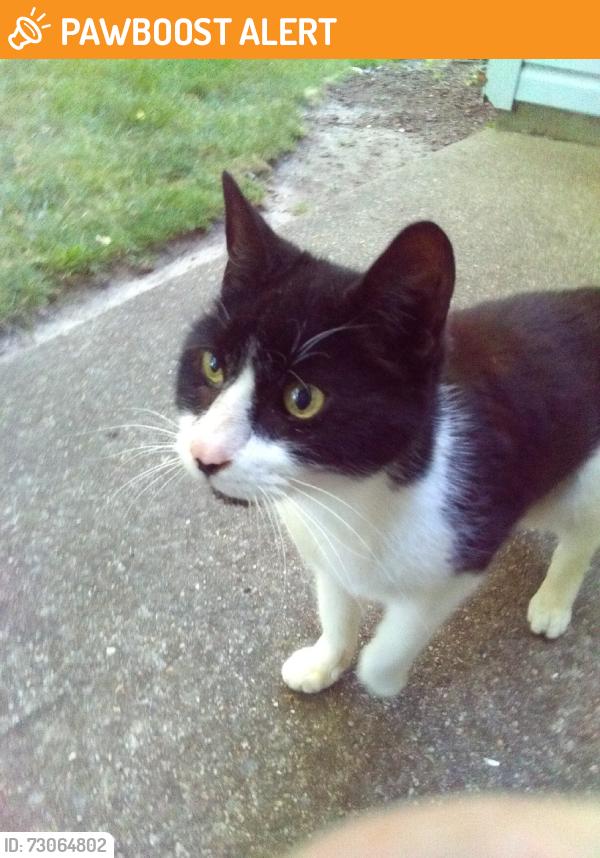 Found/Stray Female Cat last seen Homedepot EHT NJ, Egg Harbor Township, NJ 08234