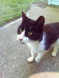 Found/Stray Female Cat last seen Homedepot EHT NJ, Egg Harbor Township, NJ 08234