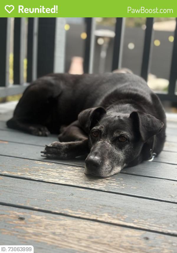 Reunited Female Dog last seen Appleton and Mission, San Francisco, CA 94110