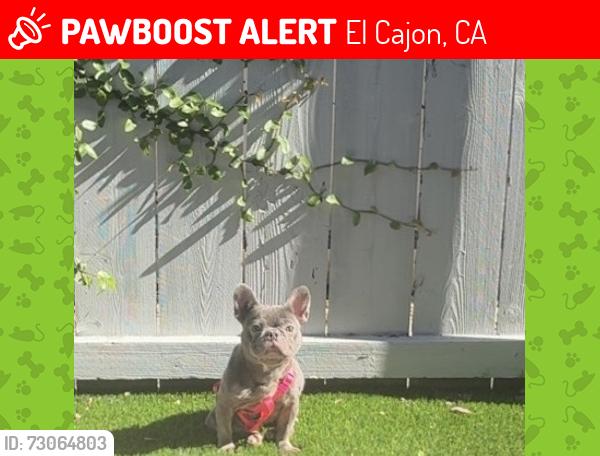 Lost Female Dog last seen DMV on graves ave , El Cajon, CA 92021