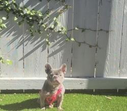 Lost Female Dog last seen DMV on graves ave , El Cajon, CA 92021