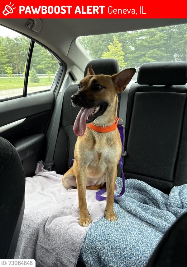 Lost Female Dog last seen Walking path behind Peck Farm and Mill Creek, Geneva, IL 60134