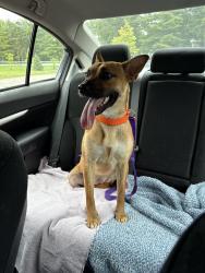 Lost Female Dog last seen Walking path behind Peck Farm and Mill Creek, Geneva, IL 60134