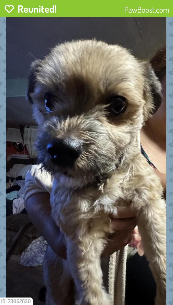 Reunited Female Dog last seen 138th St S and 10th Ave S, Parkland, WA 98444