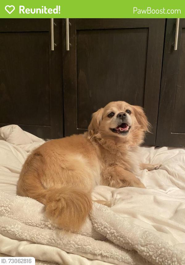 Reunited Male Dog last seen Manor Way - near Admiralty Way and Airport Road, Everett, WA 98204