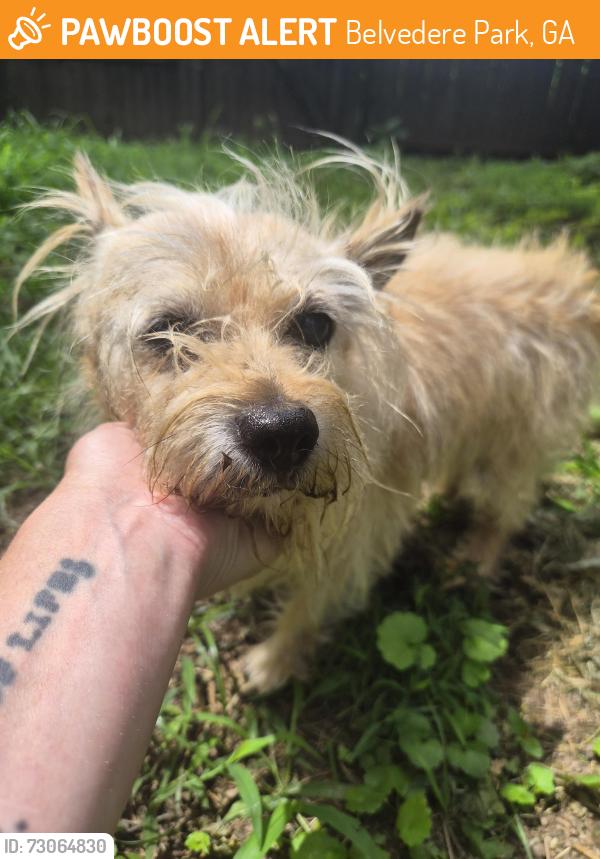 Found/Stray Male Dog last seen Bonway Drive, Belvedere Park, GA 30032