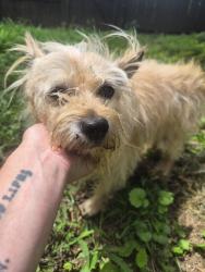Found/Stray Male Dog last seen Bonway Drive, Belvedere Park, GA 30032