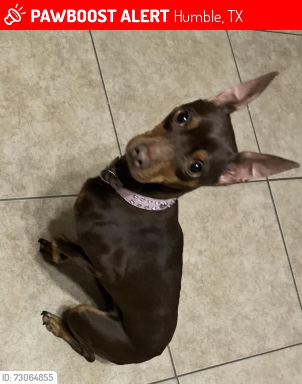 Lost Female Dog last seen Near mustang Corral Dr, Humble, TX 77338