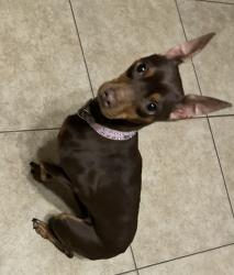 Lost Female Dog last seen Near mustang Corral Dr, Humble, TX 77338
