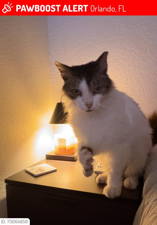 Lost Male Cat last seen Near willow bud court, Orlando, FL 32807