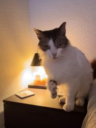 Lost Male Cat last seen Near willow bud court, Orlando, FL 32807