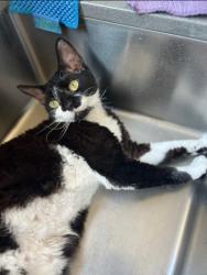 Lost Male Cat last seen Collins Rd (near Ninderry) Yandina QLD, Yandina, QLD 4561