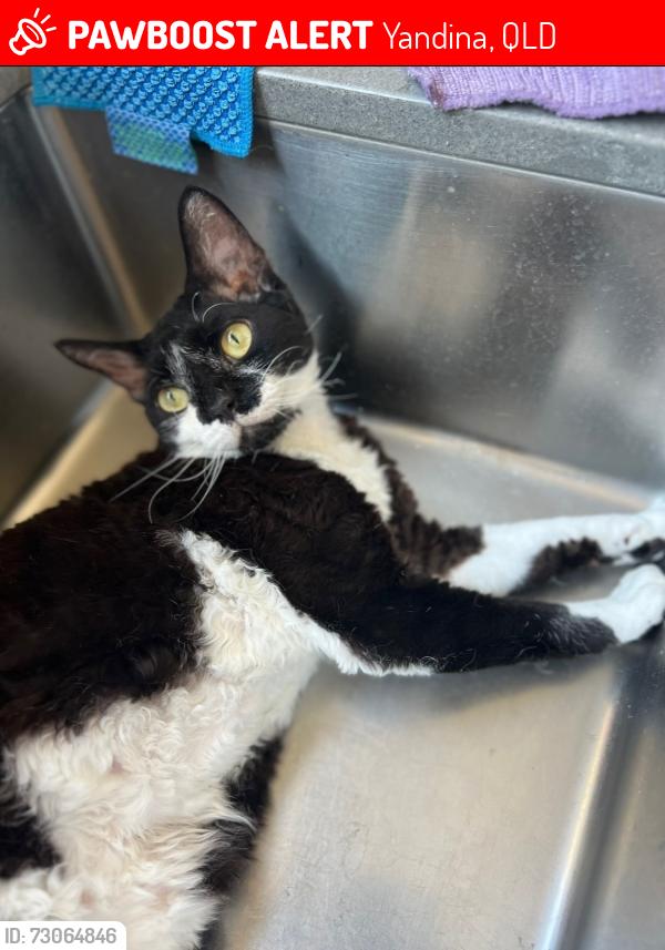 Lost Male Cat last seen Collins Rd (near Ninderry) Yandina QLD, Yandina, QLD 4561