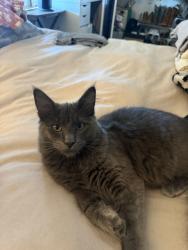 Lost Male Cat last seen Wardell ln/ Bradley Rd, Menifee, CA 92584