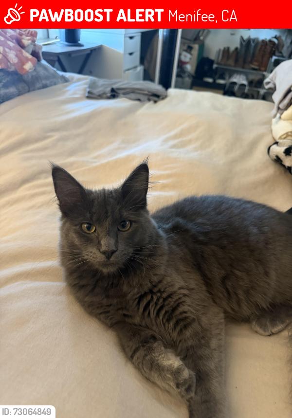 Lost Male Cat last seen Wardell ln/ Bradley Rd, Menifee, CA 92584