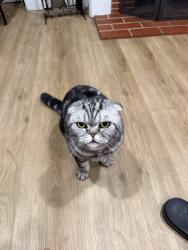 Lost Male Cat last seen Morena blvd , San Diego, CA 92117