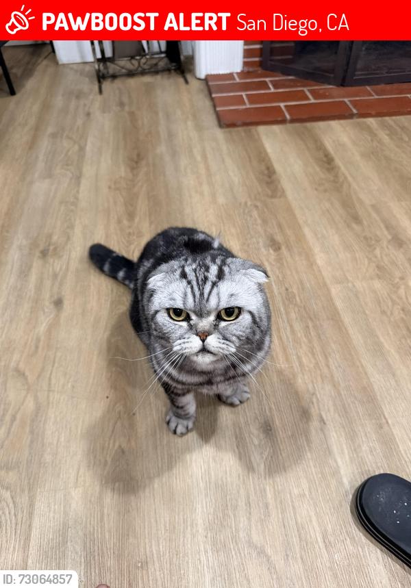 Lost Male Cat last seen Morena blvd , San Diego, CA 92117