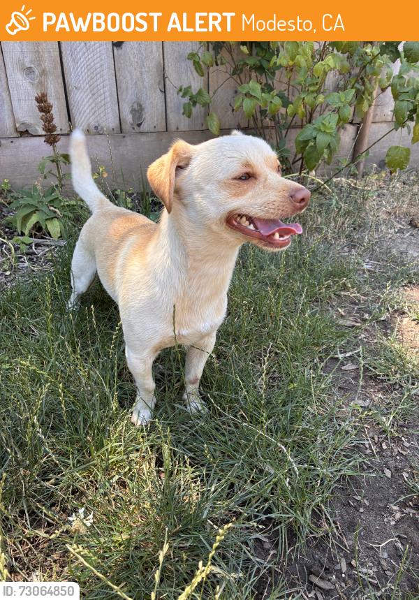 Found/Stray Unknown Dog last seen Dry Creek Village apmts Modesto, Modesto, CA 95354
