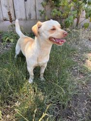 Found/Stray Unknown Dog last seen Dry Creek Village apmts Modesto, Modesto, CA 95354