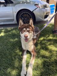 Found/Stray Male Dog last seen 5th street east, Lancaster, CA 93535