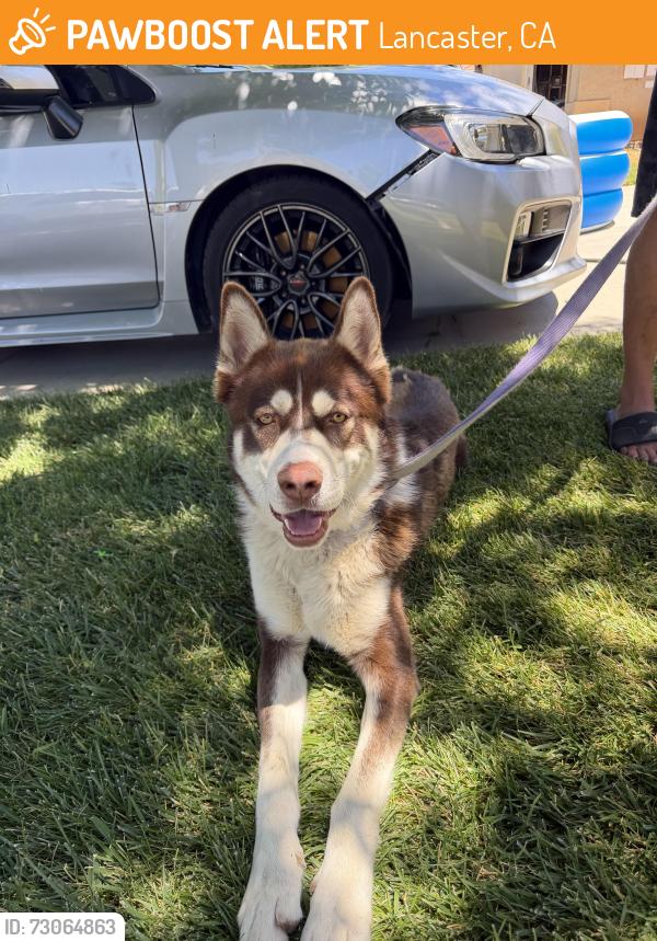 Found/Stray Male Dog last seen 5th street east, Lancaster, CA 93535
