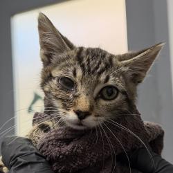 Shelter Stray Male Cat last seen Near Via Del Mesonero, San Diego, CA, 92173, 5500 Gaines St, San Diego, CA 92110, USA
