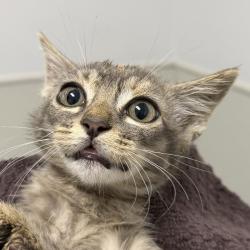 Shelter Stray Female Cat last seen Near Via Del Mesonero, San Diego, CA, 92173, 5500 Gaines St, San Diego, CA 92110, USA